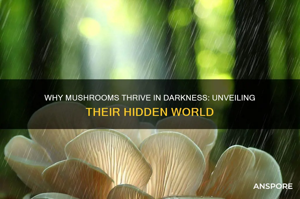 why do mushrooms grow in dark places