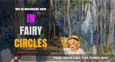 Mysterious Fairy Circles: Unveiling the Secrets of Mushroom Growth Patterns