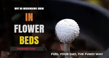 Why Mushrooms Thrive in Flower Beds: Uncovering the Surprising Reasons