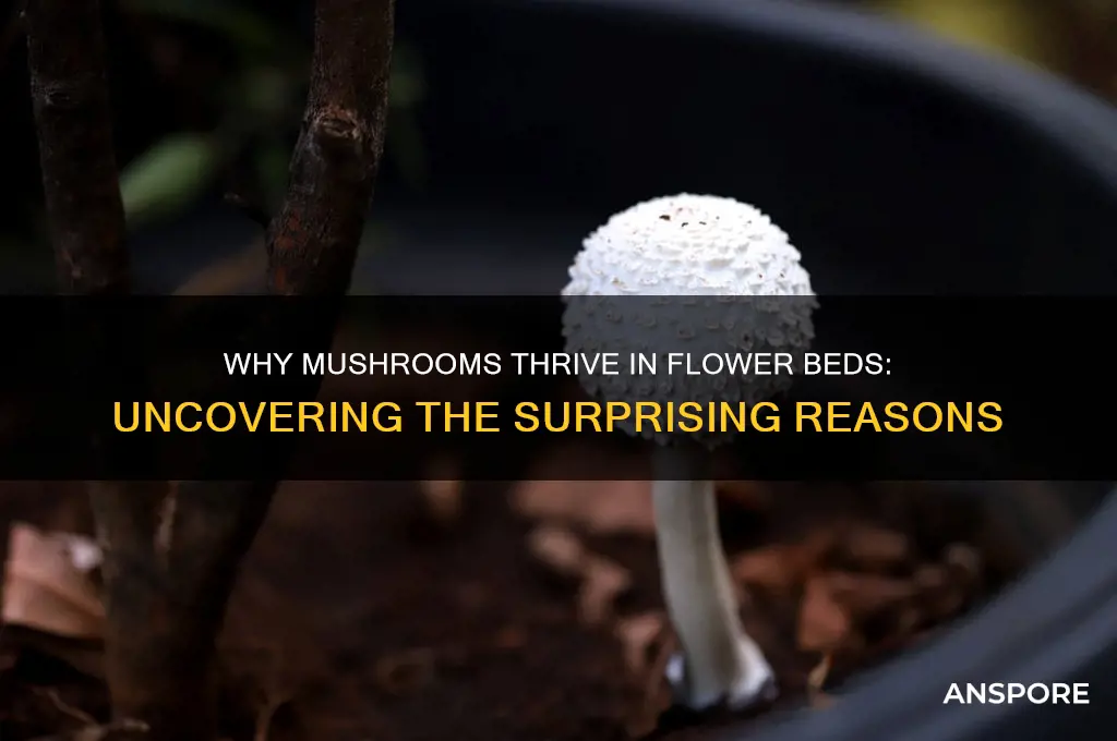 why do mushrooms grow in flower beds