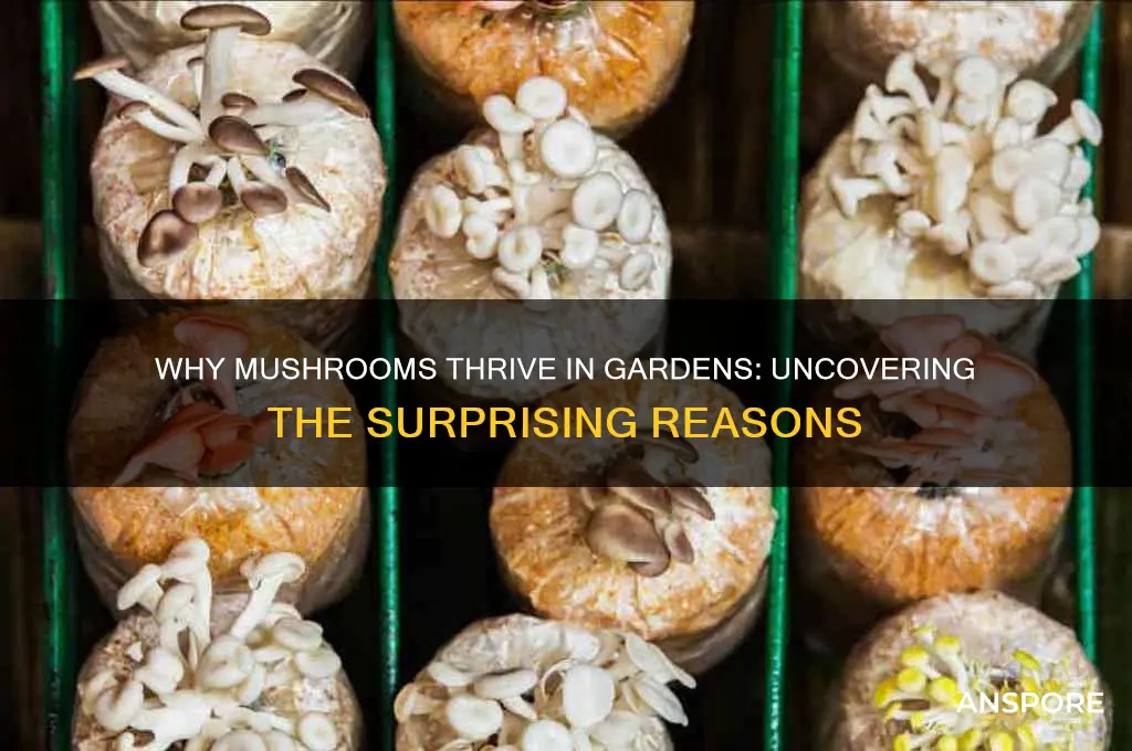 why do mushrooms grow in gardens