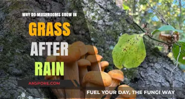 Why Mushrooms Thrive in Grass After Rainy Weather Explained