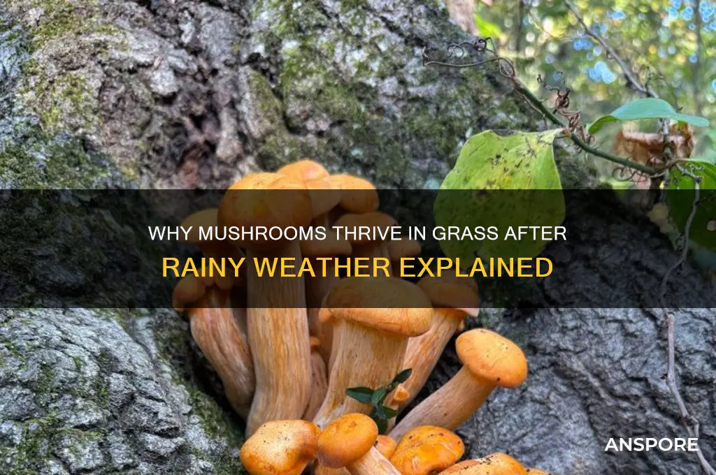 why do mushrooms grow in grass after rain