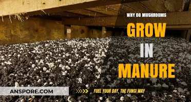 Why Mushrooms Thrive in Manure: Unveiling the Surprising Connection