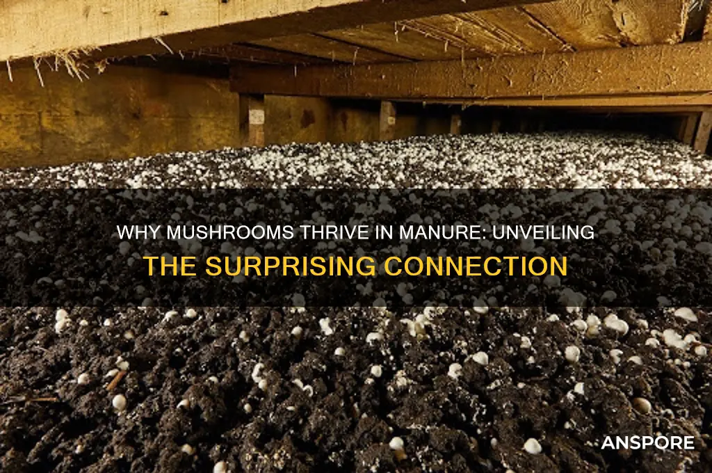 why do mushrooms grow in manure