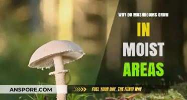 Why Mushrooms Thrive in Damp Environments: Unveiling the Moisture Connection