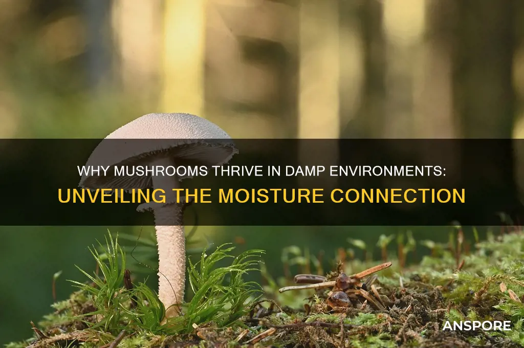 why do mushrooms grow in moist areas