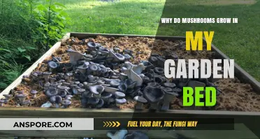 Why Mushrooms Thrive in Your Garden Bed: Causes and Solutions
