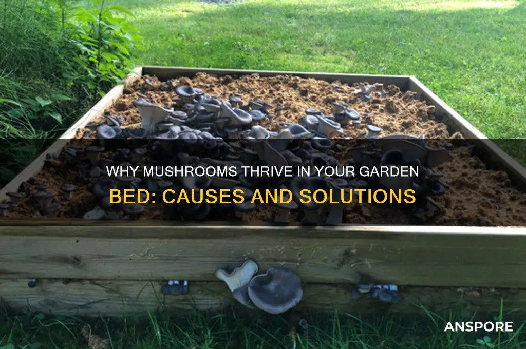 why do mushrooms grow in my garden bed