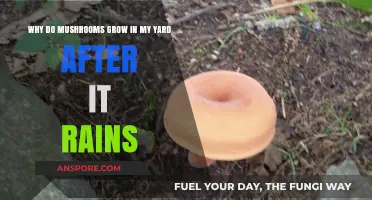 Rain's Fungal Friends: Why Mushrooms Thrive in Your Yard Post-Rain
