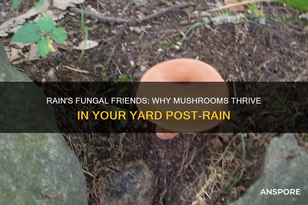why do mushrooms grow in my yard after it rains