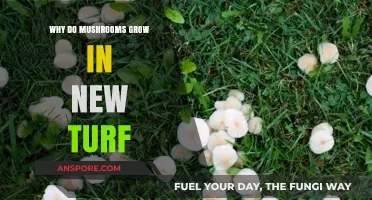 Why Mushrooms Thrive in New Turf: Uncovering the Surprising Reasons