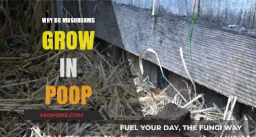 Why Mushrooms Thrive in Poop: Unveiling the Surprising Connection