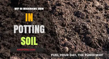 Why Mushrooms Thrive in Potting Soil: Uncovering the Hidden Factors