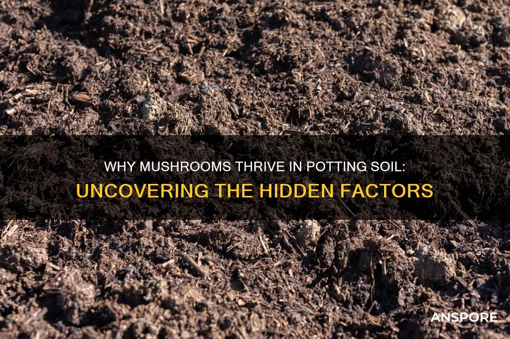 why do mushrooms grow in potting soil