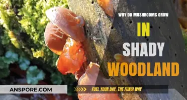 Shady Woodlands: Unveiling the Secrets of Mushroom Growth