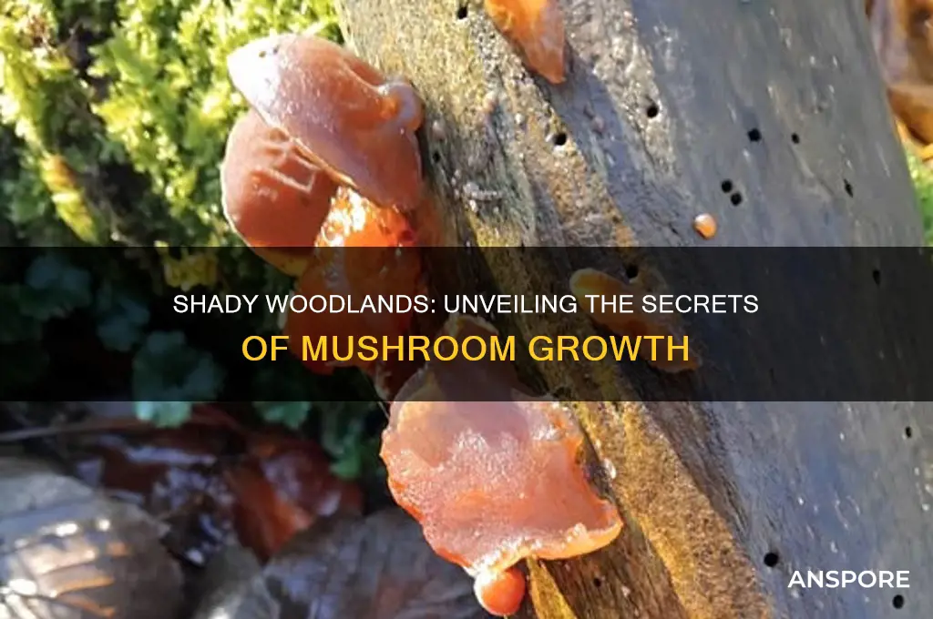why do mushrooms grow in shady woodlands
