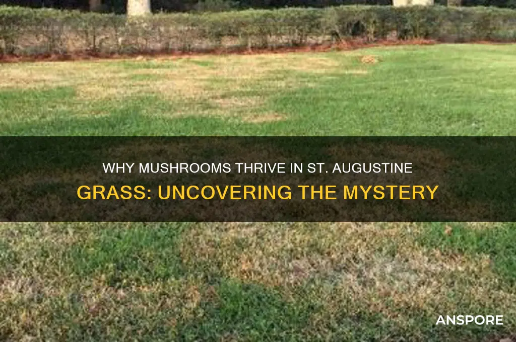 why do mushrooms grow in st augustine grass