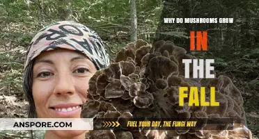 Autumn's Bounty: Unveiling the Science Behind Fall Mushroom Growth