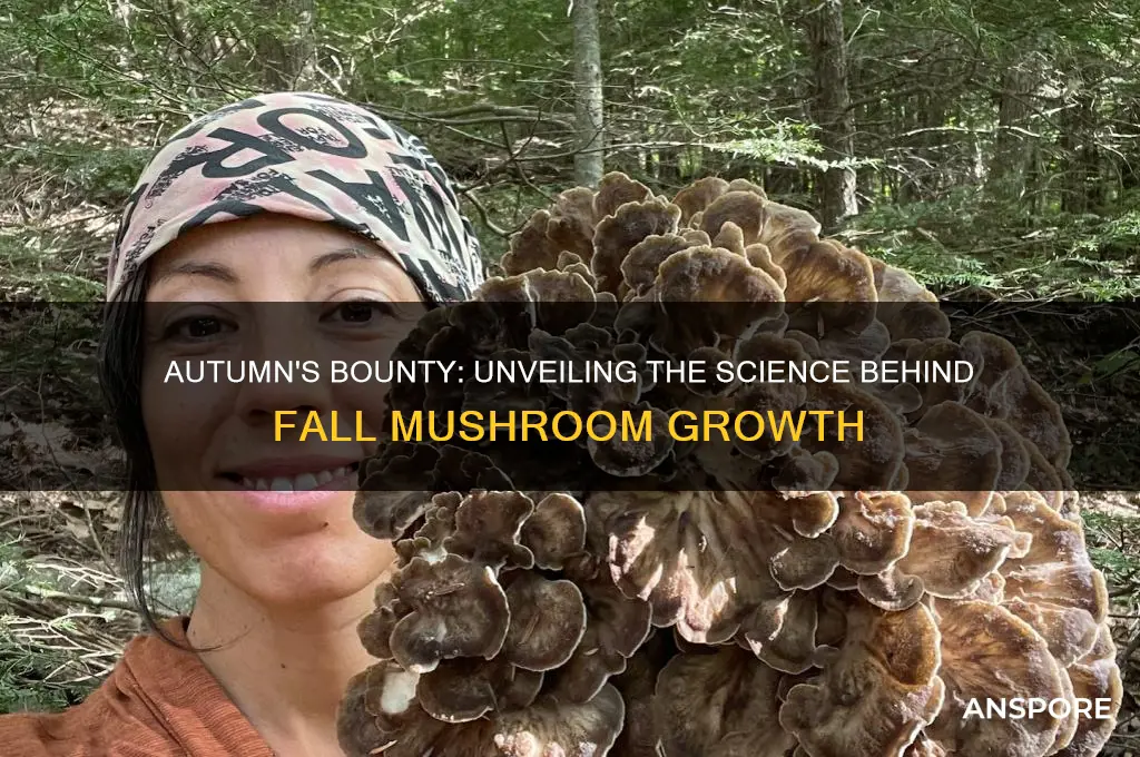 why do mushrooms grow in the fall
