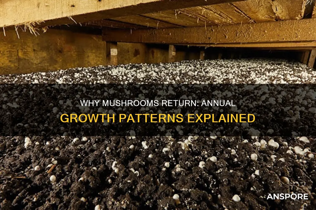 why do mushrooms grow in the same place every year