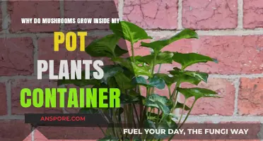 Why Mushrooms Appear in Your Indoor Pot Plant Containers