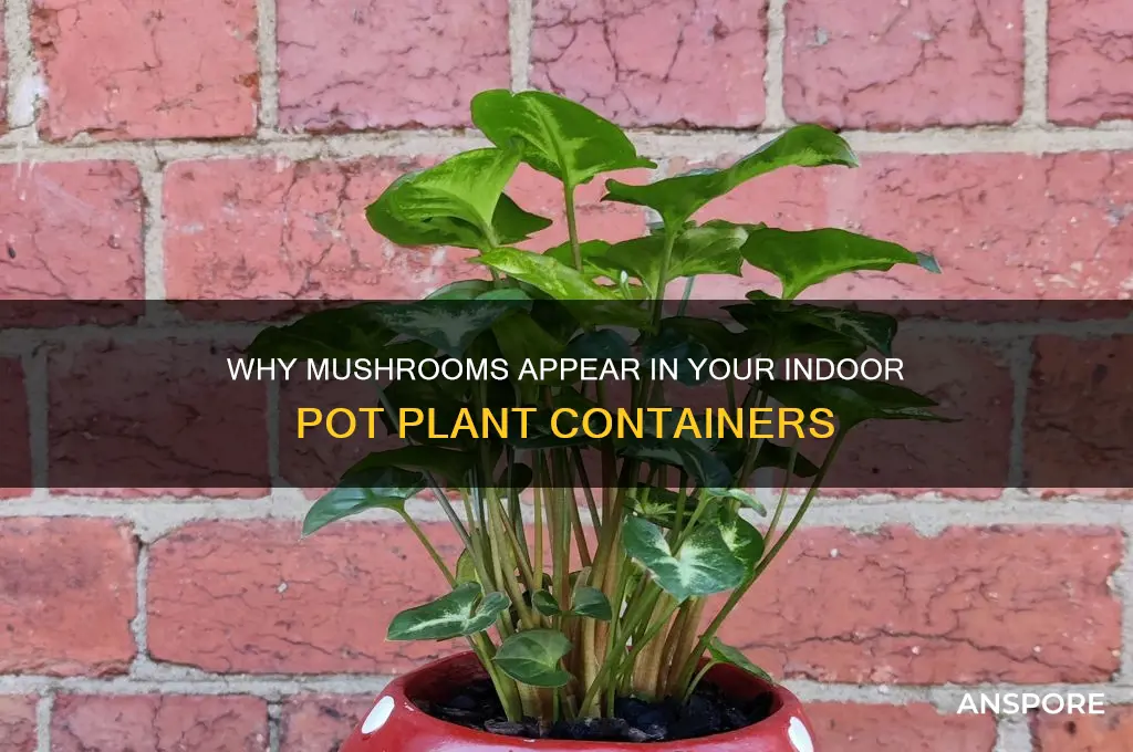 why do mushrooms grow inside my pot plants container