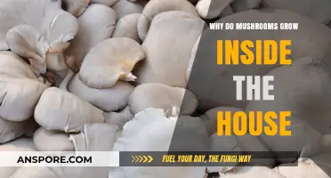 Why Mushrooms Grow Indoors: Causes, Prevention, and Safe Removal Tips