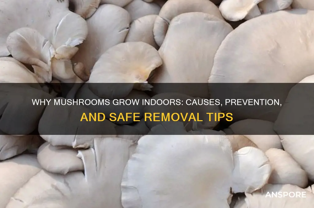 why do mushrooms grow inside the house