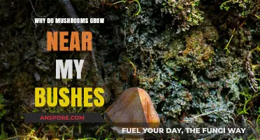 Why Mushrooms Thrive Near Bushes: Uncovering the Hidden Connection