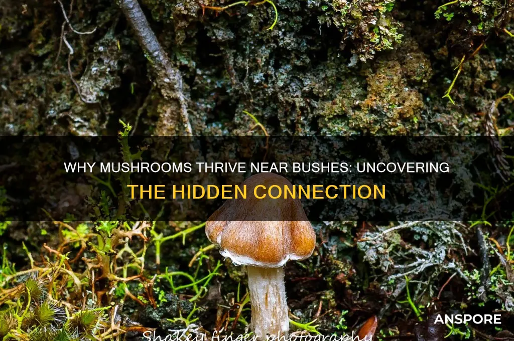 why do mushrooms grow near my bushes