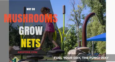 Why Mushrooms Form Intricate Nets: Unveiling Nature's Fungal Mysteries