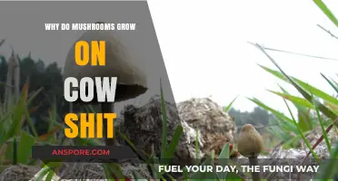 Why Mushrooms Thrive on Cow Manure: Unveiling the Fascinating Connection