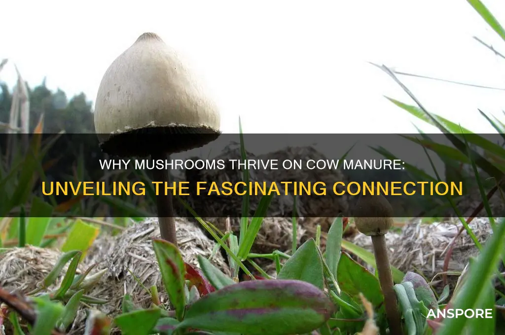 why do mushrooms grow on cow shit