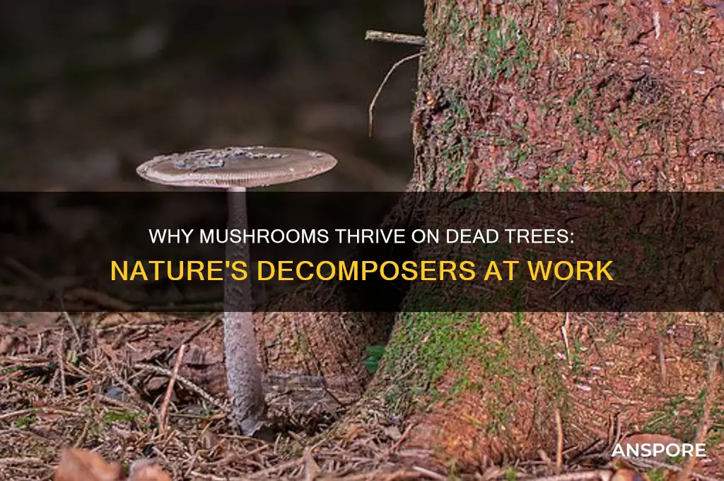 why do mushrooms grow on dead trees