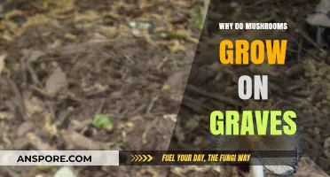 Mushrooms on Graves: Unveiling the Mysterious Connection Beneath the Soil