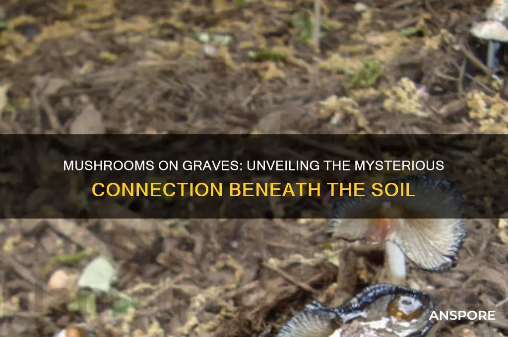 why do mushrooms grow on graves