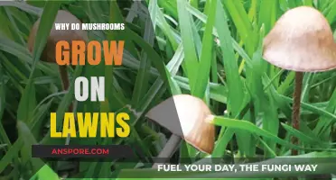 Why Mushrooms Suddenly Appear on Lawns: Causes and Solutions