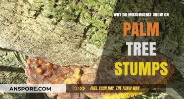 Why Mushrooms Thrive on Palm Tree Stumps: Unveiling the Fungal Mystery