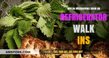 Why Mushrooms Thrive in Refrigerator Walk-Ins: Uncovering the Mystery
