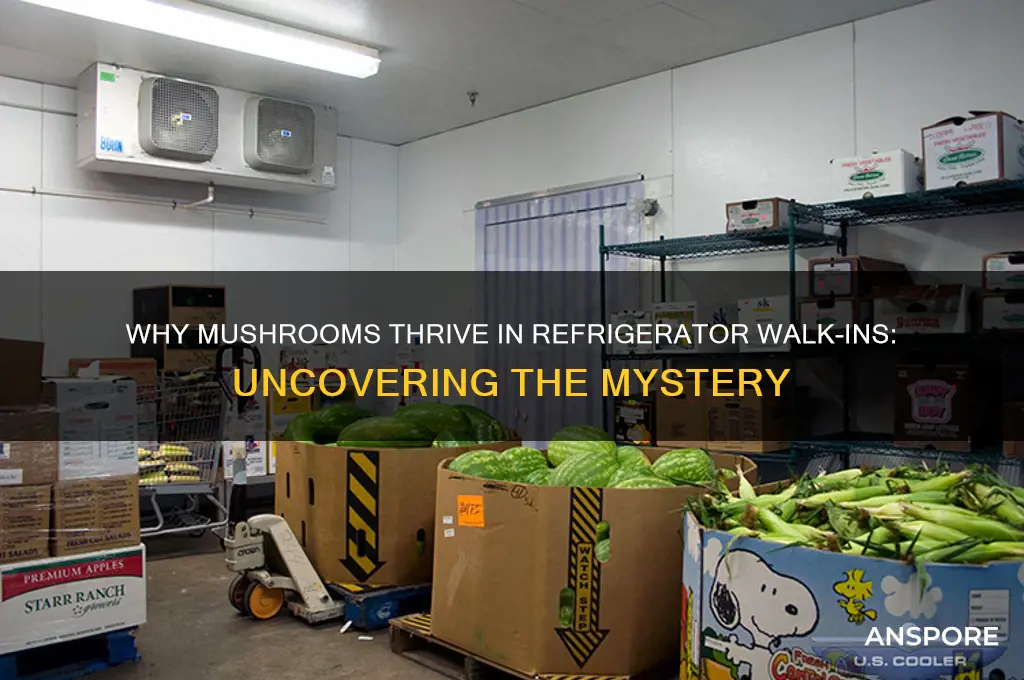 why do mushrooms grow on refrigerator walk ins