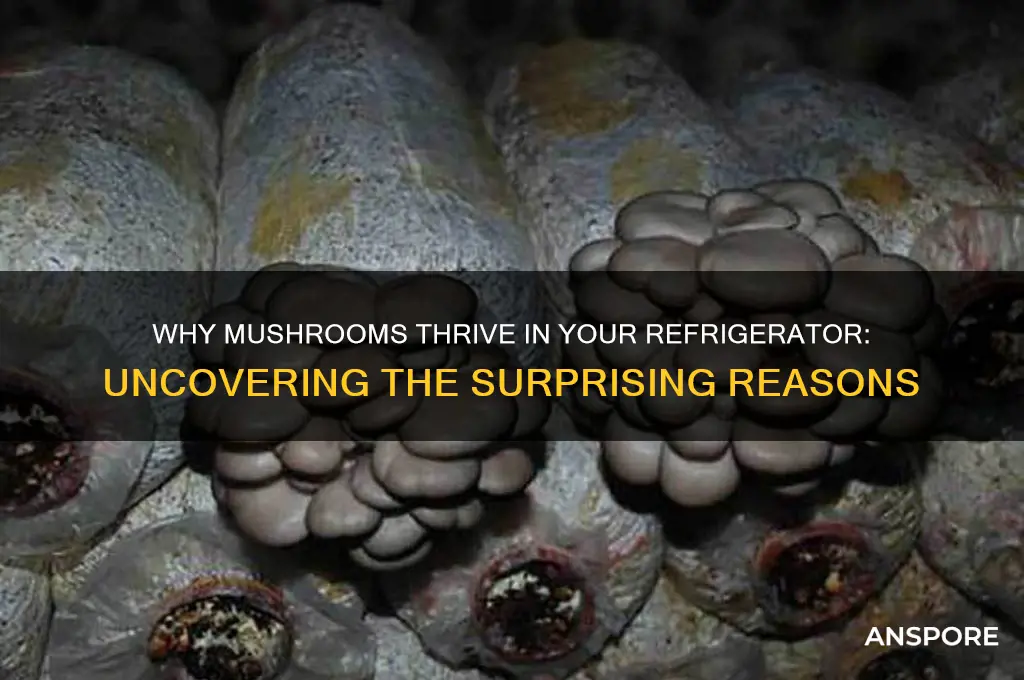 why do mushrooms grow on refrigerator
