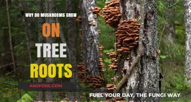Why Mushrooms Thrive on Tree Roots: Unveiling the Symbiotic Connection