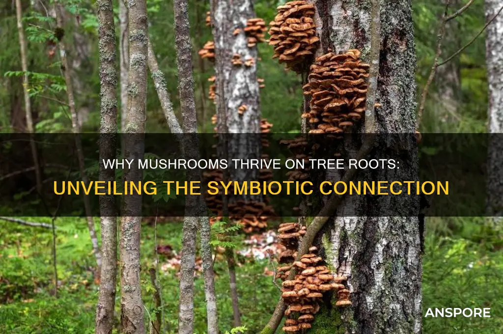 why do mushrooms grow on tree roots