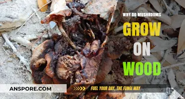 Why Mushrooms Thrive on Wood: Unveiling Nature's Decomposition Secrets