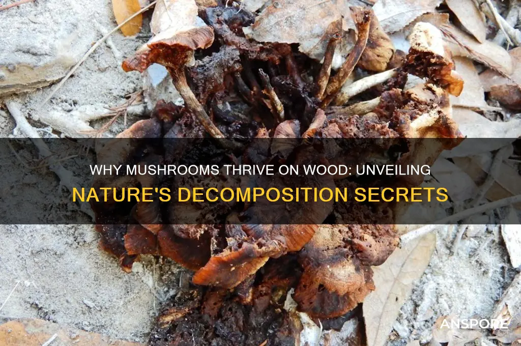why do mushrooms grow on wood