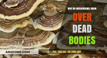 Mushrooms and Death: Nature's Decomposers at Work on Human Remains