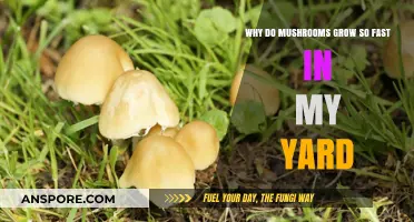 Why Mushrooms Thrive and Multiply Rapidly in Your Yard