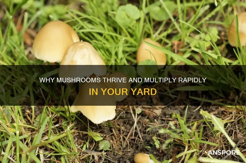 why do mushrooms grow so fast in my yard