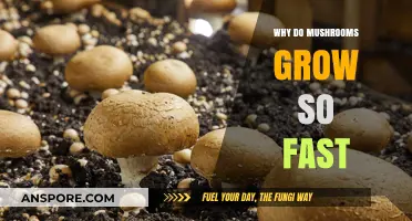 Rapid Mushroom Growth: Unveiling the Secrets Behind Their Speedy Development